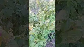 мега малина
