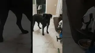 WTF dogs 