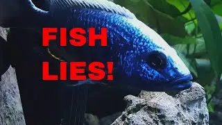 FISH LIES!