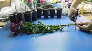 🌹🌹🌹УКОРЕНИТЬ ХРИЗАНТЕМУ ИЗ БУКЕТА ! ЧЕРЕНКОВАНИЕ И РЕЗУЛЬТАТ ! Совсем не сложно
