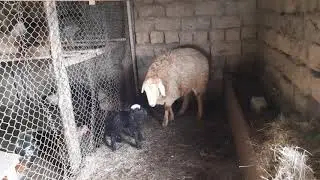 Наши овцы сговорились. Еще один ягненок