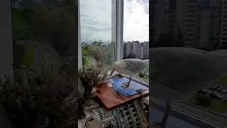 О чём думает чайка...