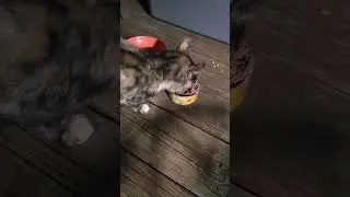 Turtle The Pregnant Stray Cat Day 3 Part 2 #kittens #stray #rescuecat #cats #straycat #pets #animals