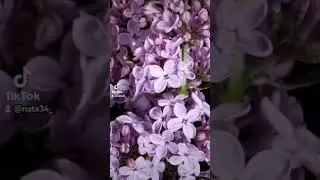 Цветы. Красота природы.