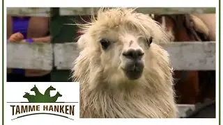Tamme and the Alpacas in Ecuador | Tamme Hanken | Kabel Eins
