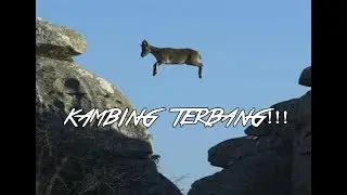 KAMBING TERBANG!!??