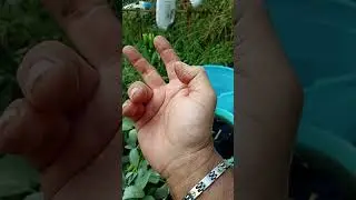 ORTO BIO....INFUSI E MACERATI.... ESTRAZIONE DI PRINCIPI ATTIVI DALLE PARTI VERDI....COME E PERCHÉ?🤠