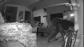 Bear in Cabin