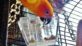 Sun Conure Parrot Unlocks a Treasure Box
