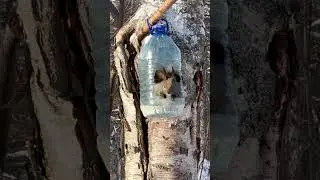 Бешенная