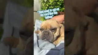 You can take my ears but you cannot take my liberty 🗽 #dog #funny #cute