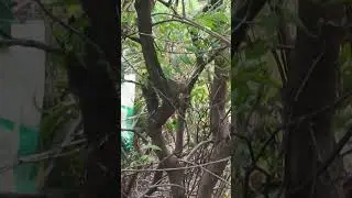 Tree Rat Spotted!