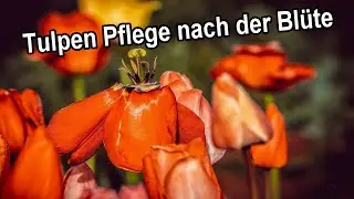 Caring for tulips after flowering - Cutting, fertilizing, propagating faded tulips / Tulips faded