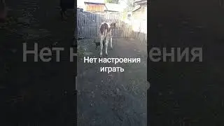 Моёхозяйство #shortvideo