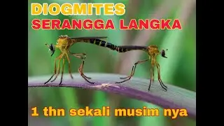 SERANGGA LANGKA II HUNTING DIOGMITES