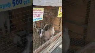 Разговор с животными. Животные разговаривают в Новосибирске
