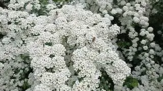 Спирея в тени и на солнце. Цветение.