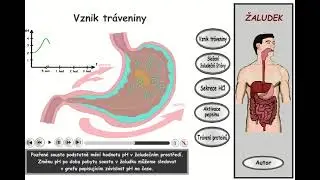 Trávení, část 8: Žaludek - souhrn (vznik tráveniny)