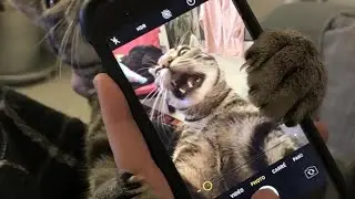 Нарезка приколов с котами/ Funny video moment#7