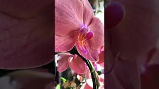 Phalaenopsis Papaya  Фаленопсис Папайя