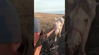 Мы идем с конем....