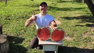 Пробую свой первый выращенный арбуз 🍉