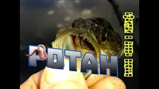 Ротан. Ловля ротана в ноябре