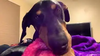 Rolex and his blanket #doberman #shorts #doberman #dogmom
