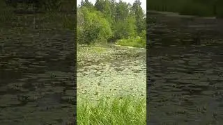 Косуля на болоте