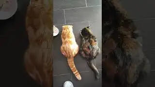 Обед у любимуш😋👍