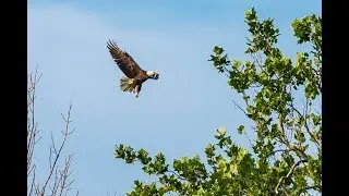 Learning to Fly: Bald Eagles at ND-LEEF