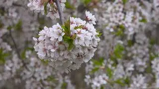 japanese  cherry