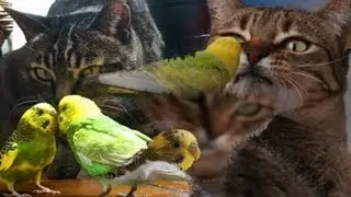 Bird VS Cats