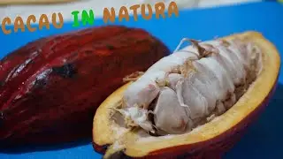 NATURAL COCOA - FRUIT - EATING FOR THE FIRST TIME