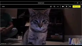 Cat Video Call