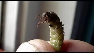 Caddis worm