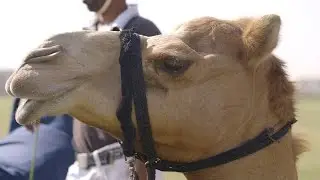 Camel Polo in Dubai
