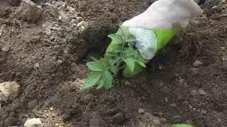 Высокие грядки. Высадка рассады помидор.