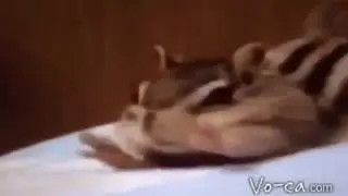 VID-20170120-WA0019.mp4