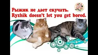 Рыжик не дает скучать. Ryzhik doesn’t let you get bored. Архивное видео 29.02.2024.