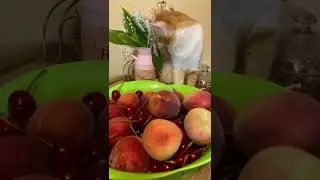 НЕПОСЛУШНЫЙ МАЛЬЧИК