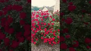 Beautiful Rose Flower Garden  🌹 💕#roses #gardening #spring#ytshorts#nature#flowergarden