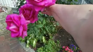 ДУХОВ ДЕНЬ - НАЧАЛО ЛЕТА! / 1310