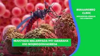 Aqoon u yeelo nuucyada malaariyada iyo sababta ay u soo noqnoqoto