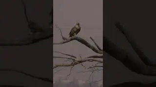 Wild. 