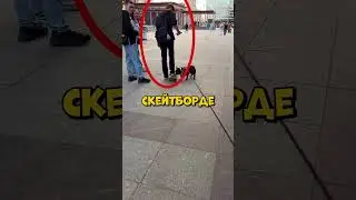 НЕОБЫЧНЫЙ Навык У СОБАКИ!😂 