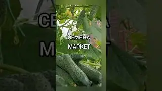 Каждый четверг, скидка на семена огурцов по промокоду. #огурцы#семенамаркет #семена#хештег