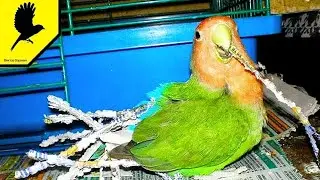 Why does a parrot insert strips of paper into its tail? 