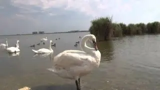 Лебедь хрюкнул....гад