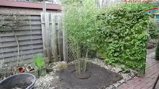 Bambus - Einpflanzen im Garten